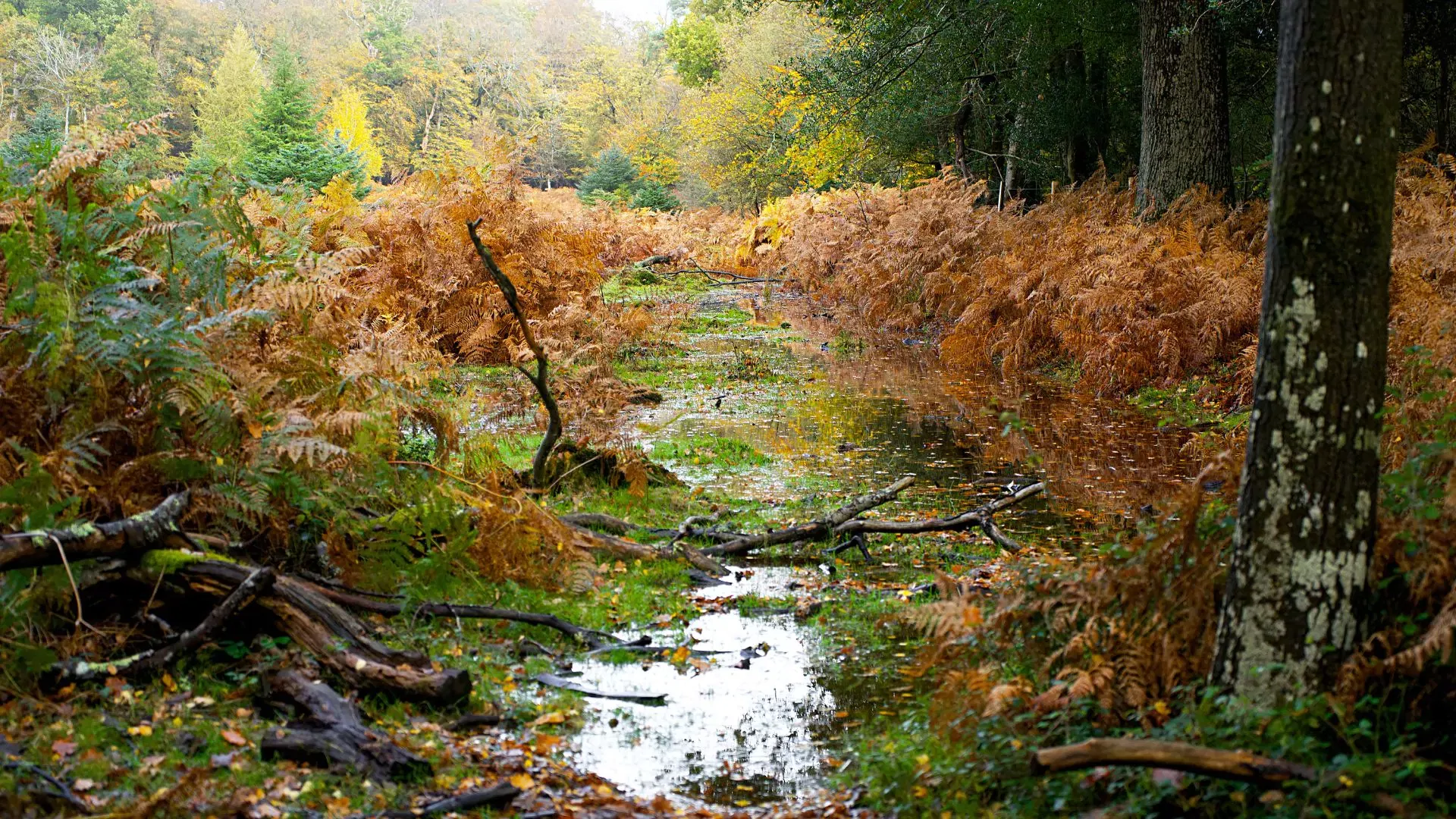 Unveiling the Mysteries of Rainfall in the Rainforest: Facts and ...