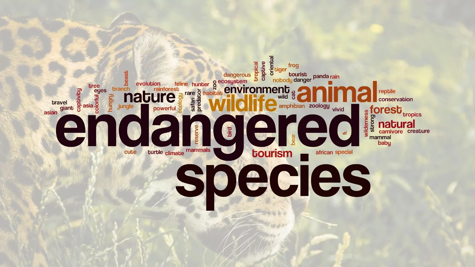 endangered species in the Amazon rainforest