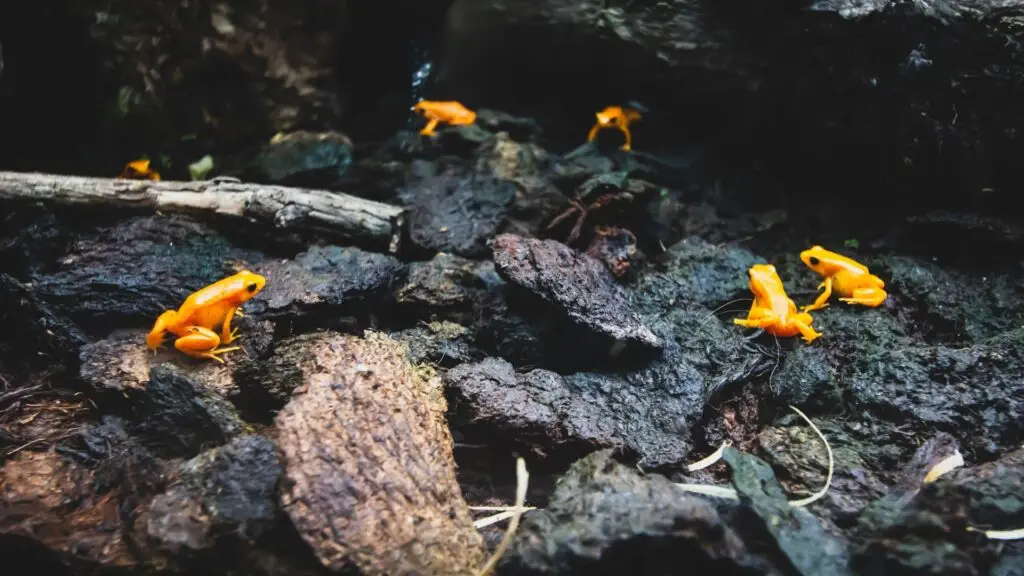 poison Dart frogs