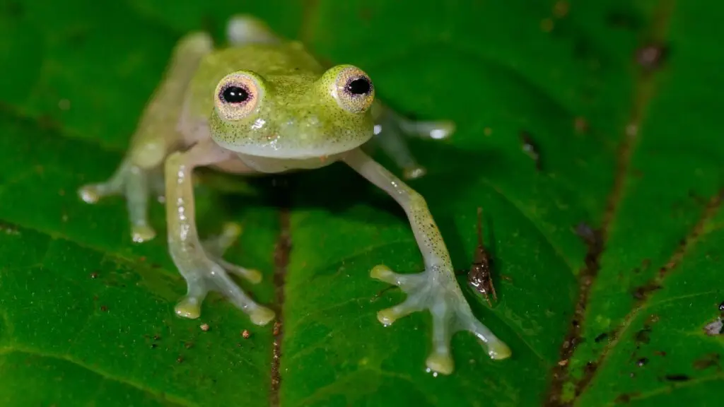 Glass Frog