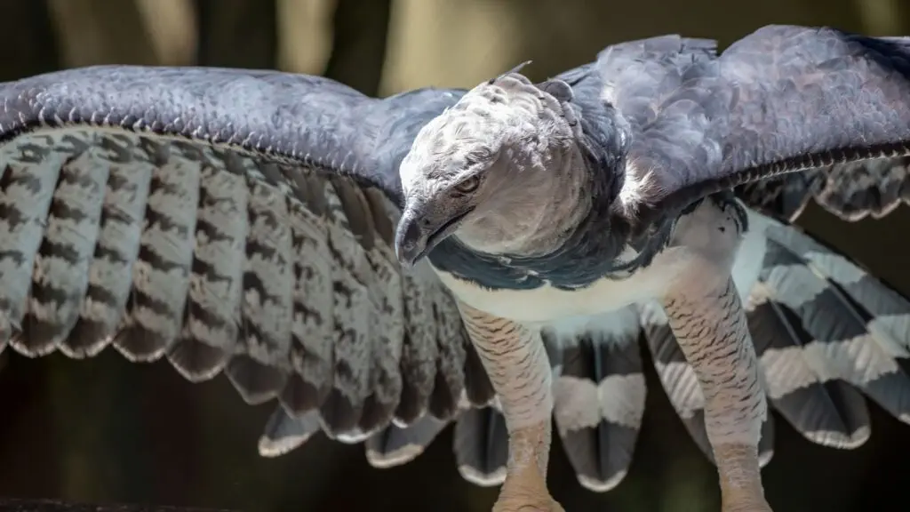 Harpy Eagle