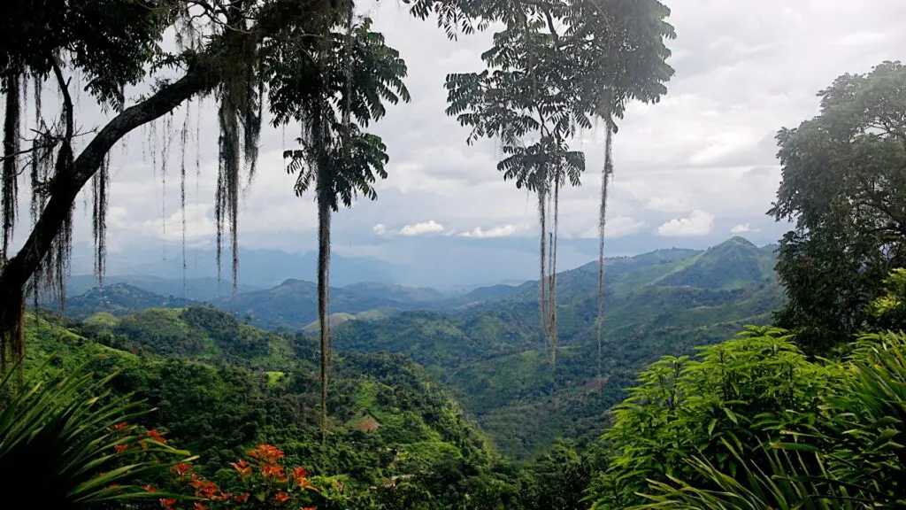 Tropical Rainforest