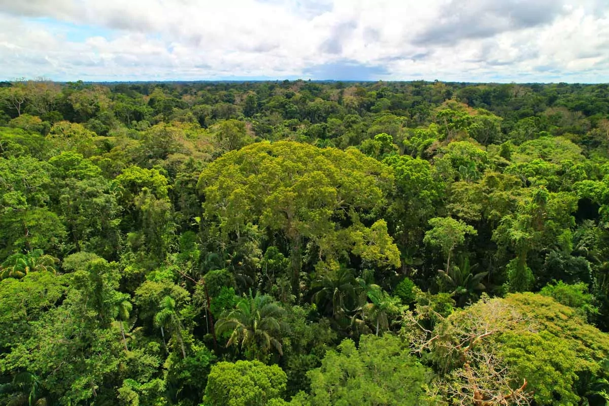 Eine Drohnenaufnahme eines Baumes im Amazonas-Regenwald bei Tag.