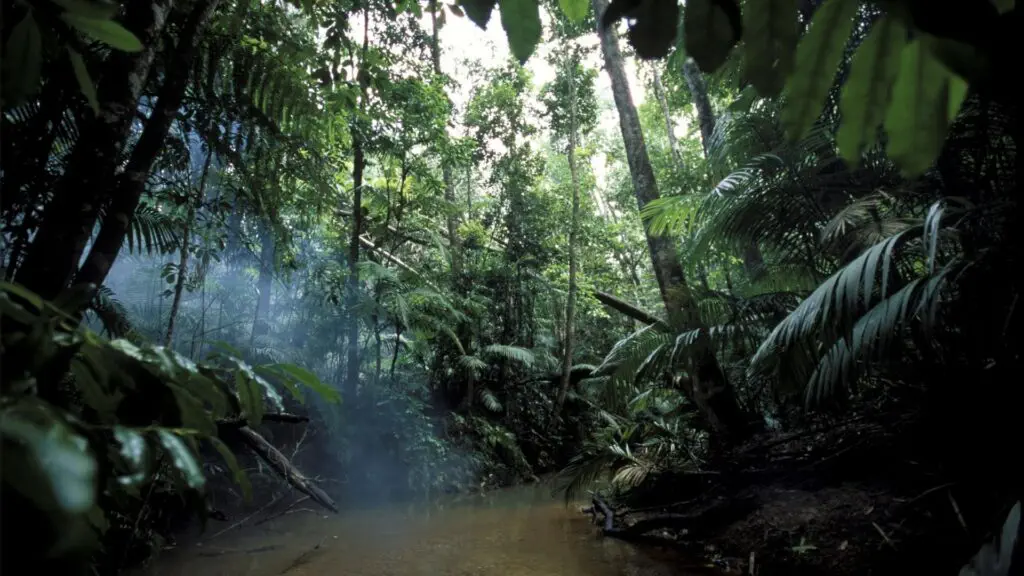 Amazonas Tropischer Regenwald