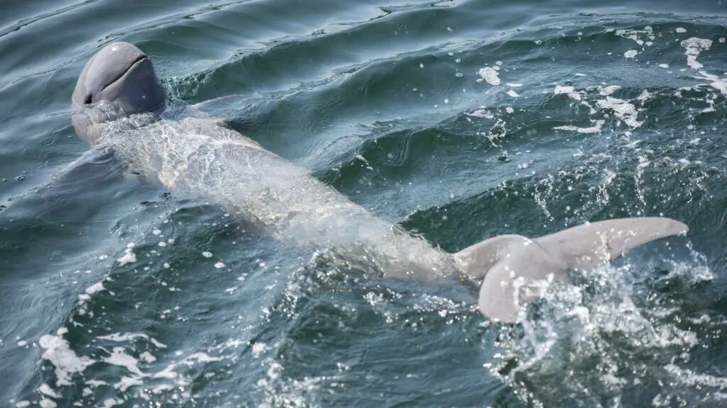 Irrawaddy Dolphin in the indonesian rainforest