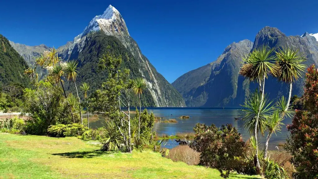New Zealand Temperate rainforests