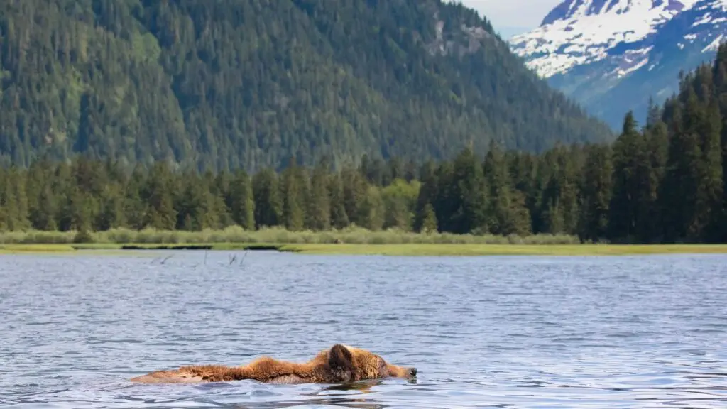 Great bear temperate rainforests