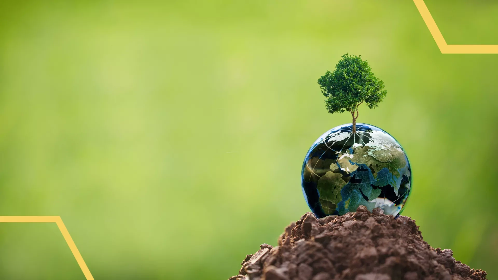 Rainforest Conservation