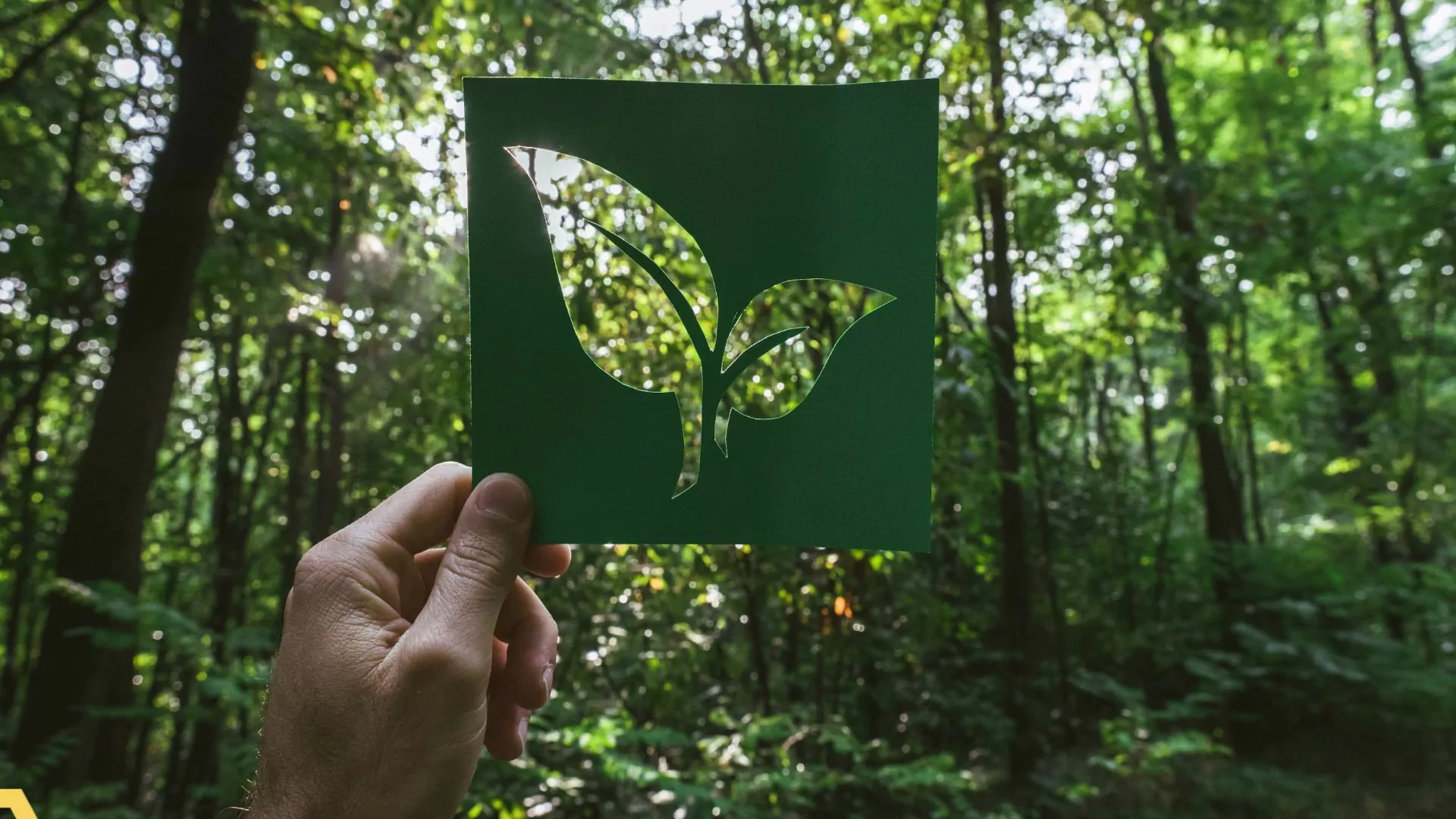 Umweltfreundlicher Schutz des Regenwaldes