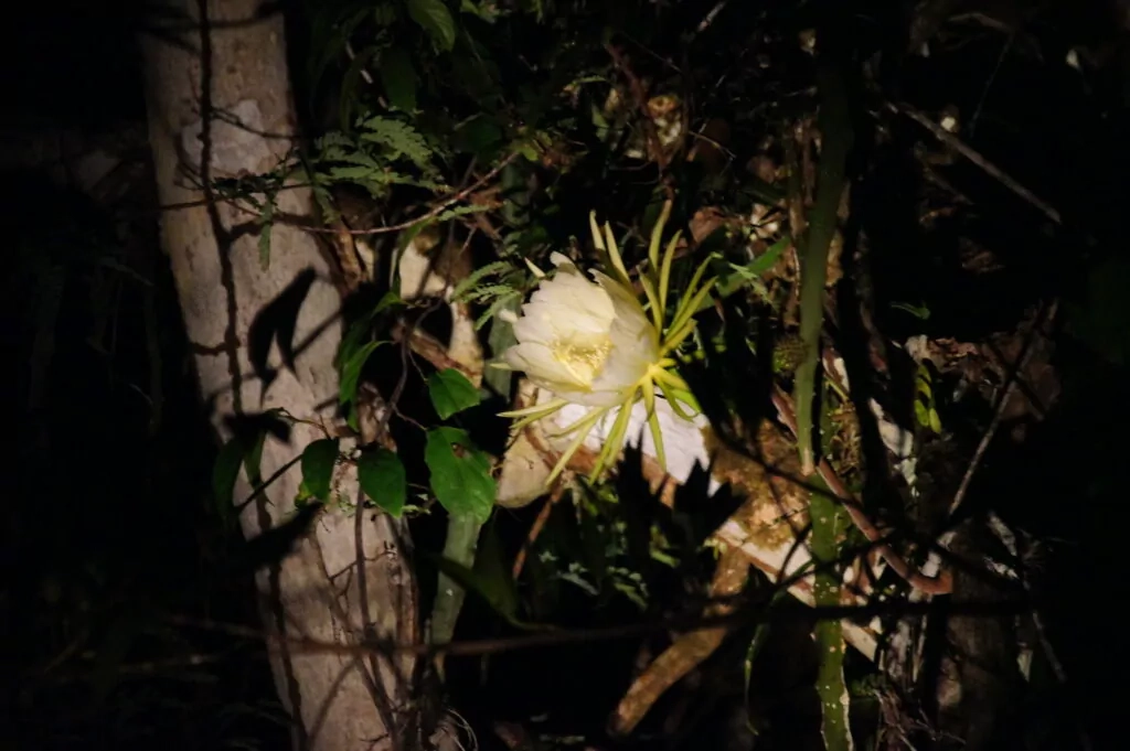 amazon moon flower