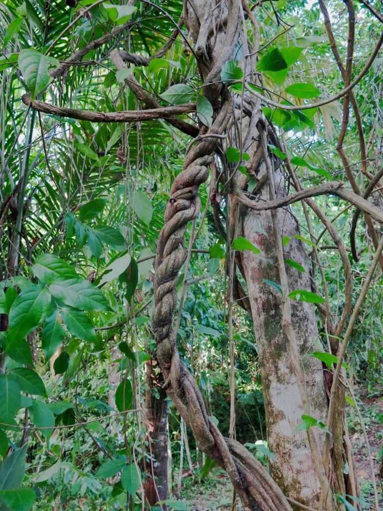 Peru Amazon Ayahuasca vine