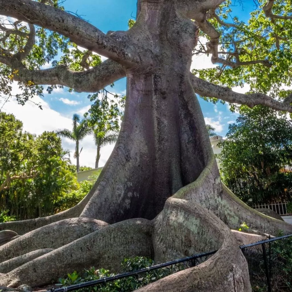 Amazon Kapok Tree