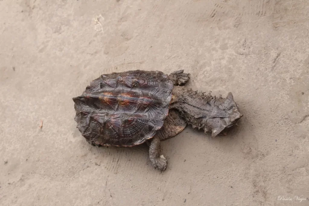 Amazon River Mata Mata Turtle