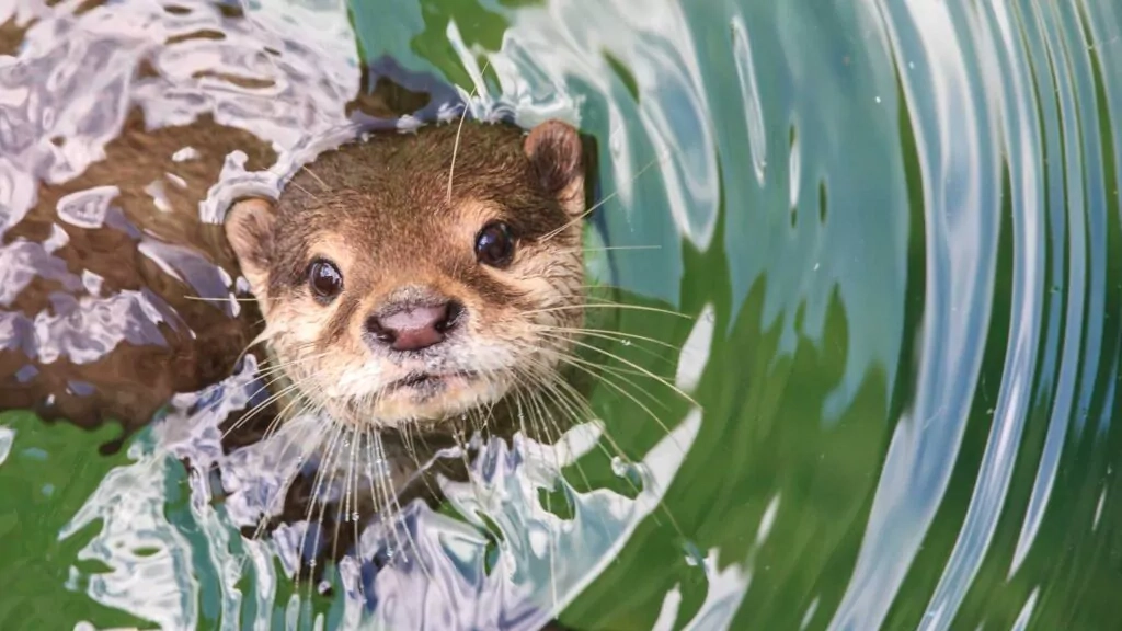 Endangered animals found in the Ucayali Rainforest