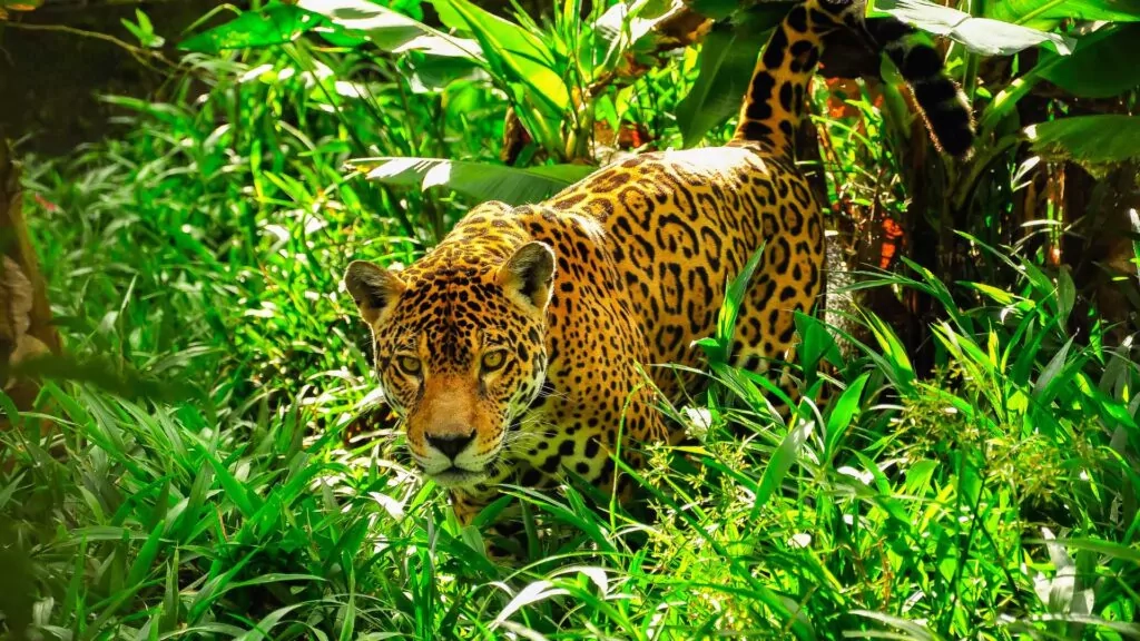 Jaguars in the amazon rainforest