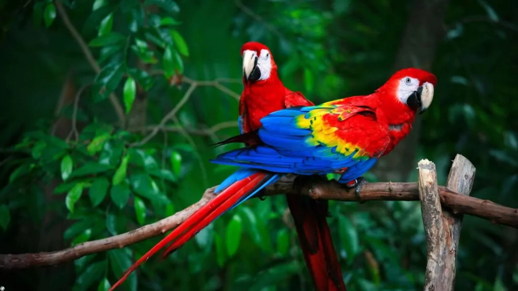 Scarlet Macaw birds of the Amazon