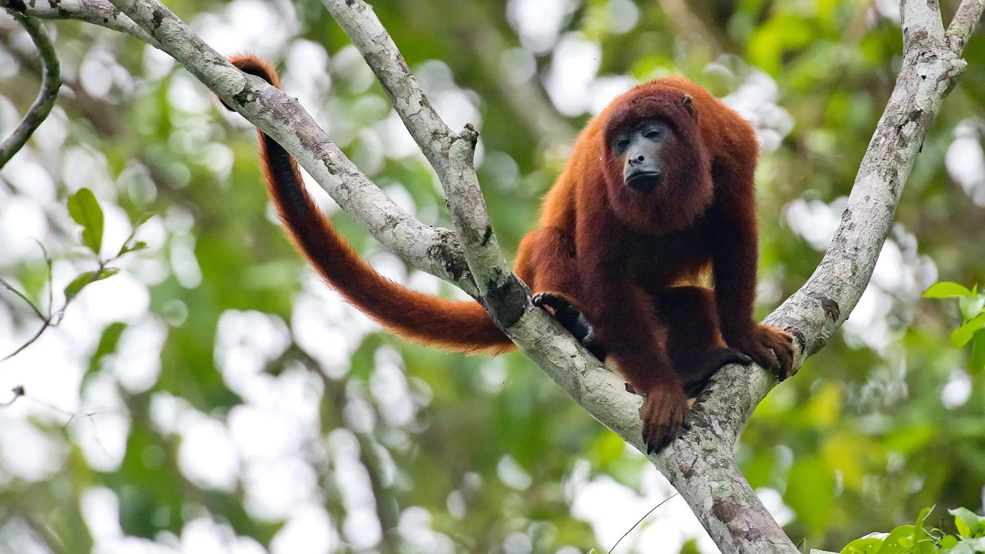 Howler Monkey