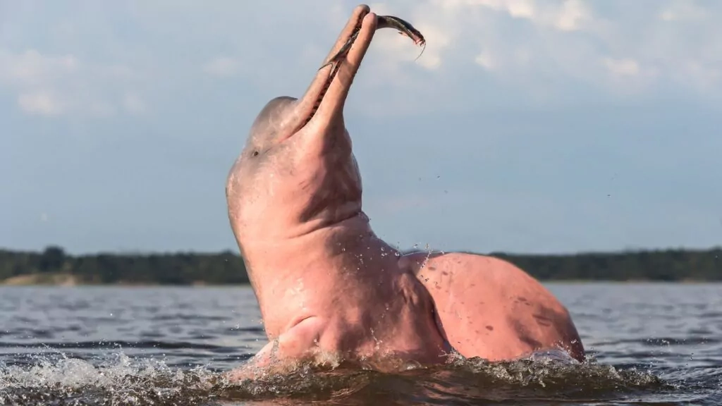 Amazon River Dolphin