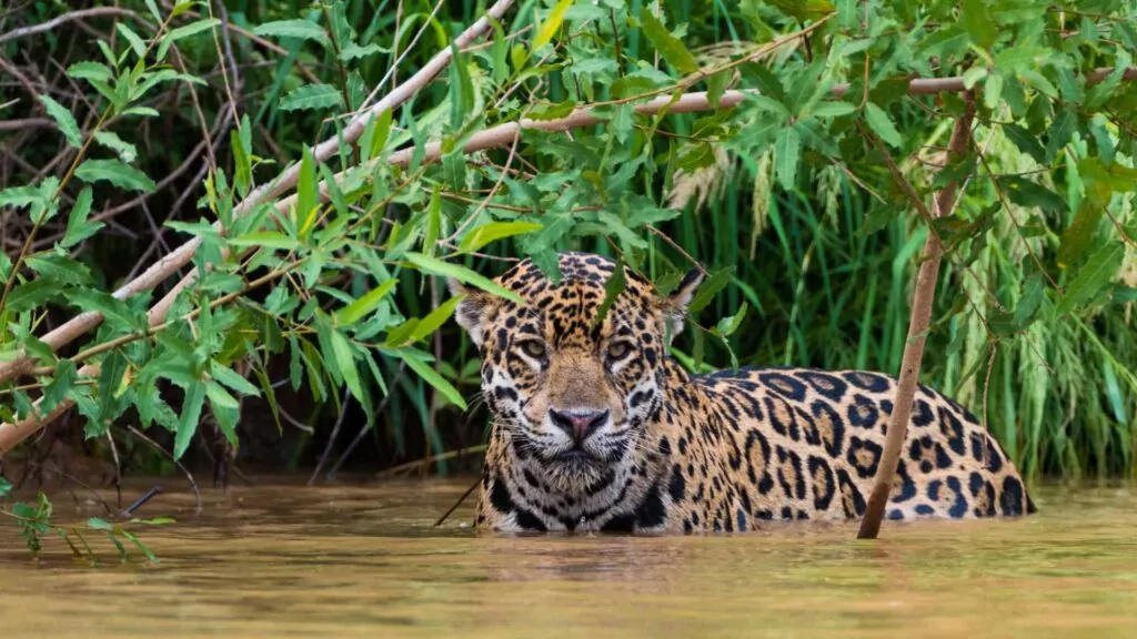 jaguars in the amazon river.