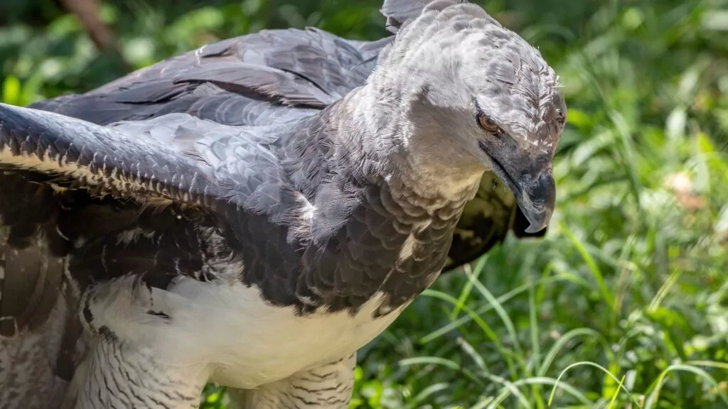 Harpy Eagle