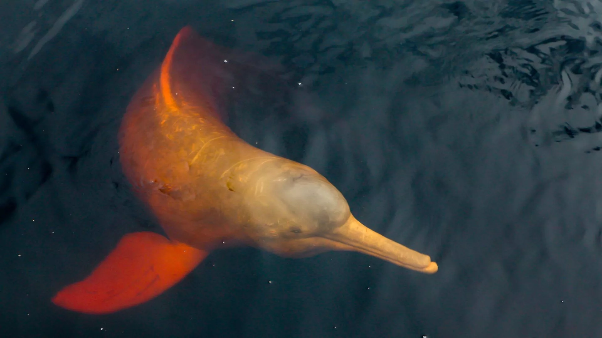 Amazon River Dolphin