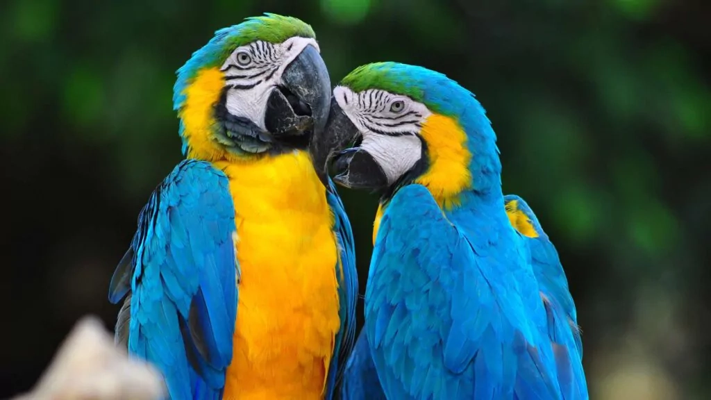 Blue-Yellow Macaw bird of the Amazon