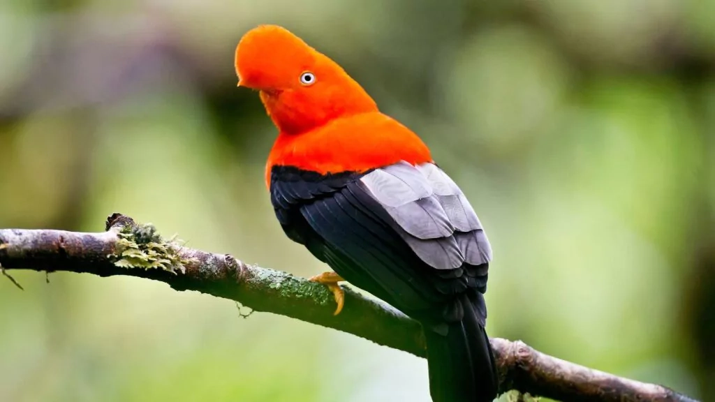 Andean Cock-of-the-Rock bird of the Amazon