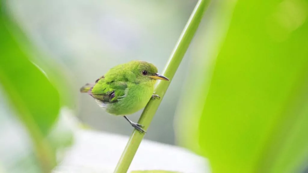 Green HoneyCreeper bird of the Amazon