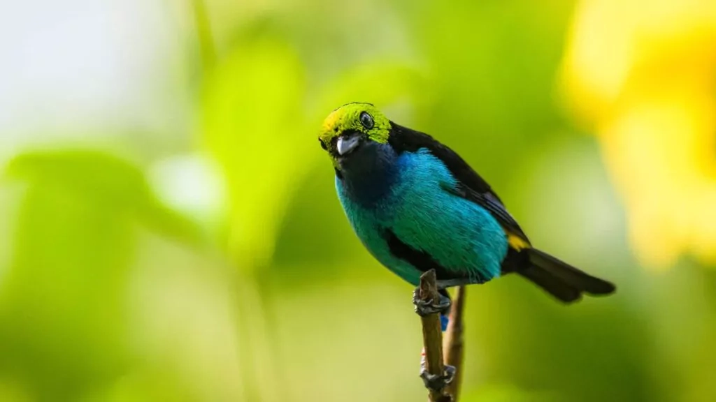 Paradise Tanager bird of the Amazon