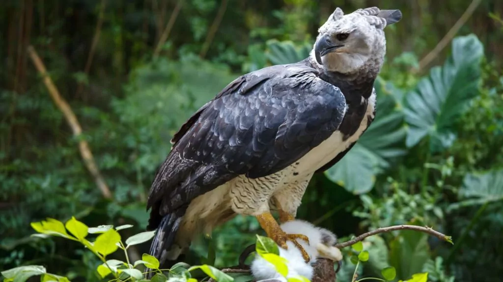 Harpy Eagle bird of the Amazon