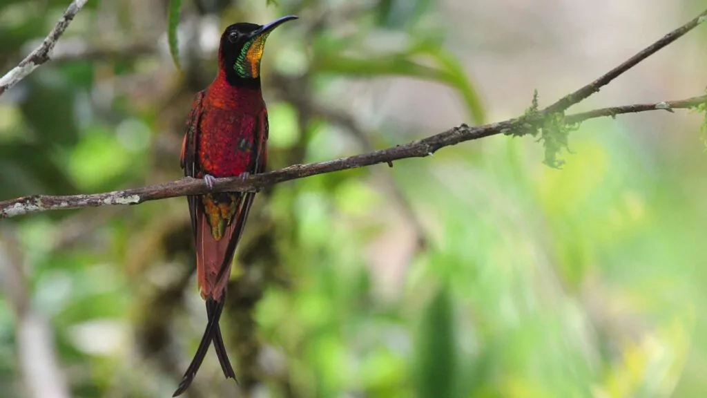 Crimson-Topaz Hummingbird of the Amazon