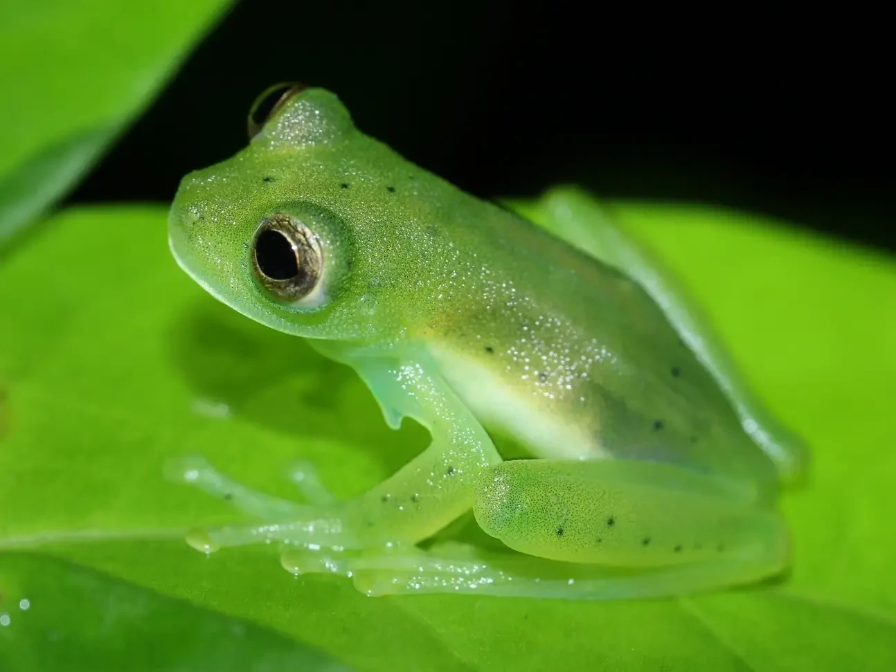 Glasfrosch