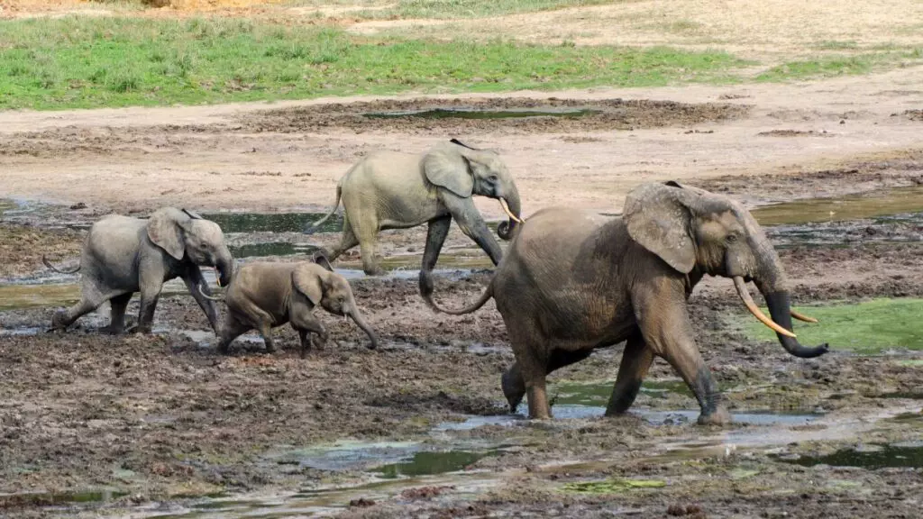 Entdecke die faszinierende Tierwelt des Kongo-Regenwaldes - Fund the Planet