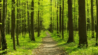 INTERNATIONAL DAY OF FORESTS