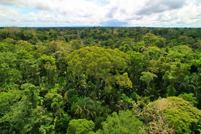 A drone shot of a tree inside the Amazon rainforest during the day.