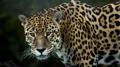 jaguars in need of protection and conservation in the amazon