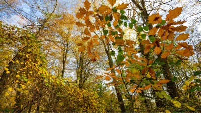 Temperate rainforests in the fall