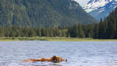 Großer Bär gemäßigte Regenwälder