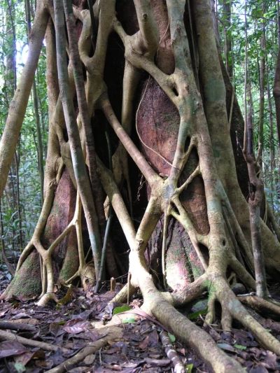 Amazonas-Fremdenfigur