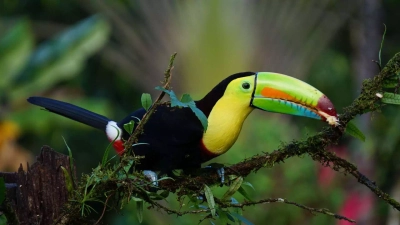 10 ways to protect nature and wildlife