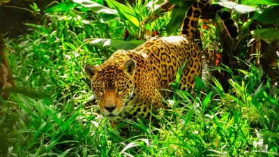 Jaguars in the amazon rainforest