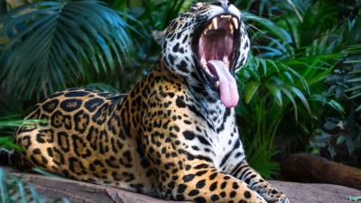 jaguars in the wild