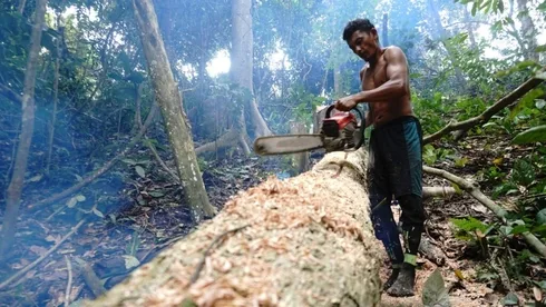 Abholzung durch illegalen Holzeinschlag im Amazonas-Regenwald