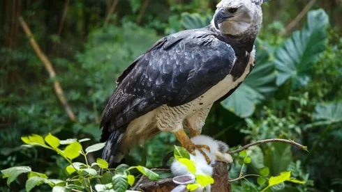 Harpyienadler im Amazonas-Regenwald gefunden
