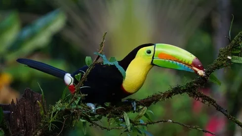 Artenvielfalt im Amazonas-Regenwald