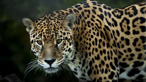 Schutzbedürftige Jaguare im Amazonasgebiet und ihre Erhaltung