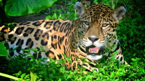 Amazon Rainforest animals